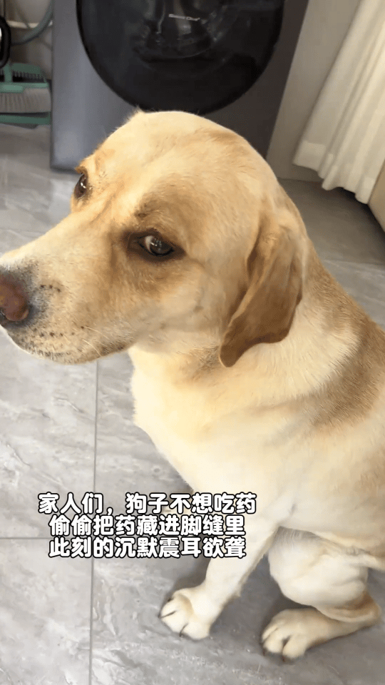 好鸡贼的小狗，心眼子全用在藏药上了我的精神状态凉好 ​​​