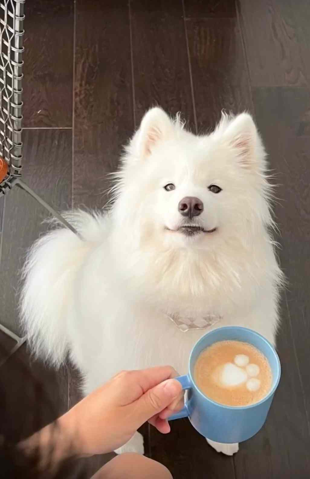 你好，你点的爪布奇诺好了耶 