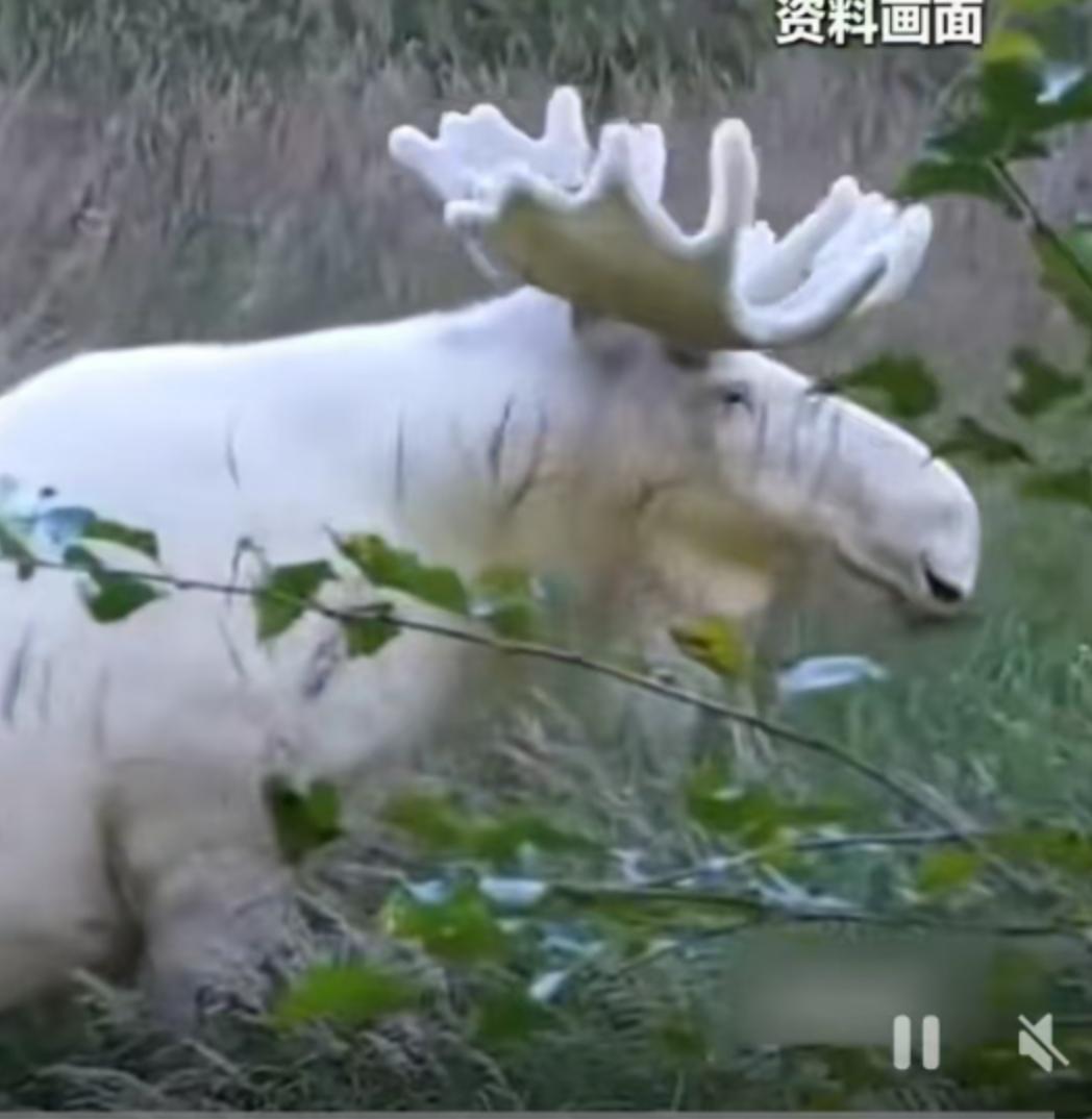 雪落无声，林间却暗藏惊喜。当地时间12月20日，一只通体雪白的驼鹿悄然现身，在皑