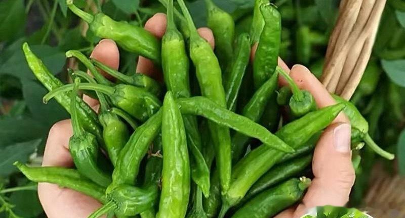 我猜一般的餐厅都很少买樟树小辣椒吧，这个辣椒是我最喜欢的，皮薄肉嫩还自带香味～简