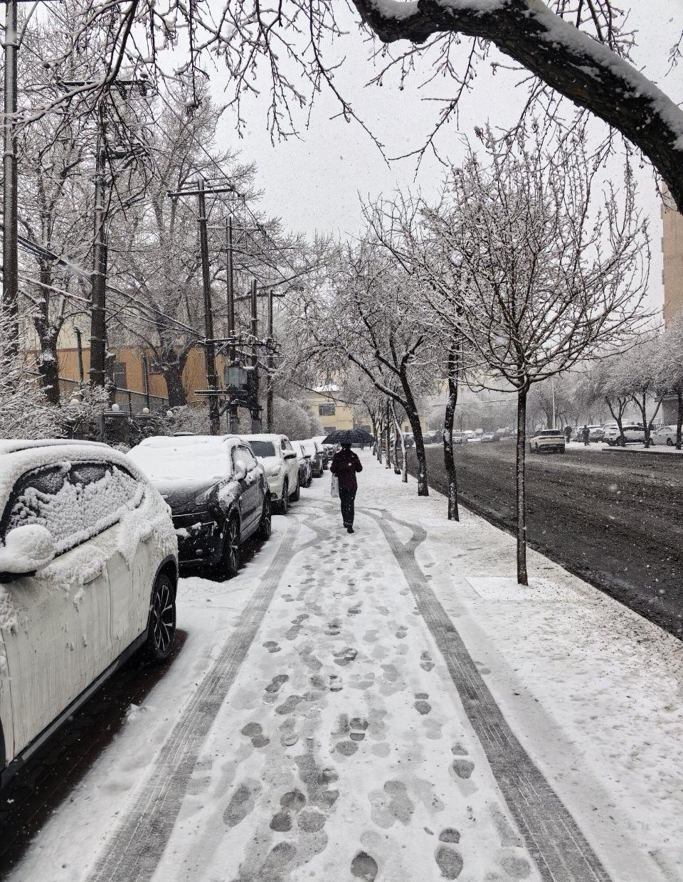 【哈尔滨清明 时节雪纷纷】雪寄思念，春季防火压力减轻一些了，烧秸秆带来的烟尘也压