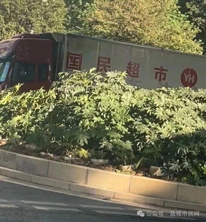 【盐城永辉超市一运输车“国”字印反！低级失误引网友吐槽…】市民反映这是永辉超市的