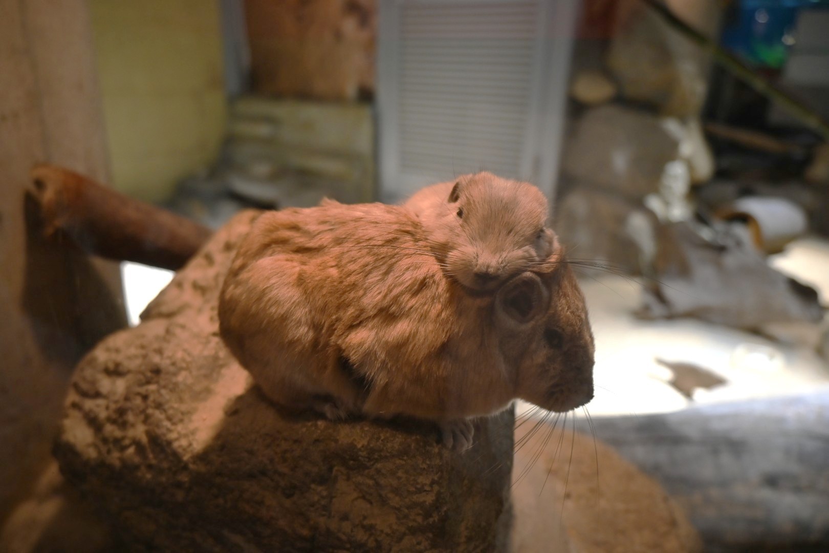 梳齿鼠这种小动物是真的很喜欢大家伙儿贴贴....【推：seibutuen_inf