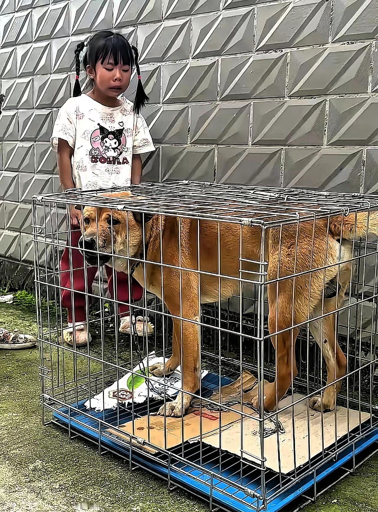 广西桂林，老奶奶1500元卖掉了跟随多年的大黄狗，正当狗贩子把大黄关在笼子里准备