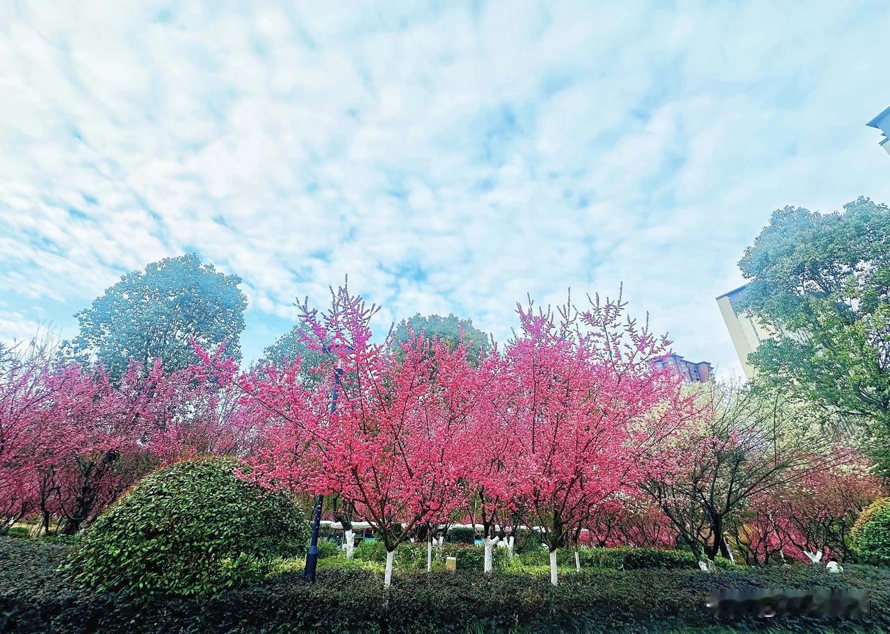 春日预警！汉中街头即将被花海攻陷！“春至人间花弄色，水映青山绿涨痕。”暖阳初照，