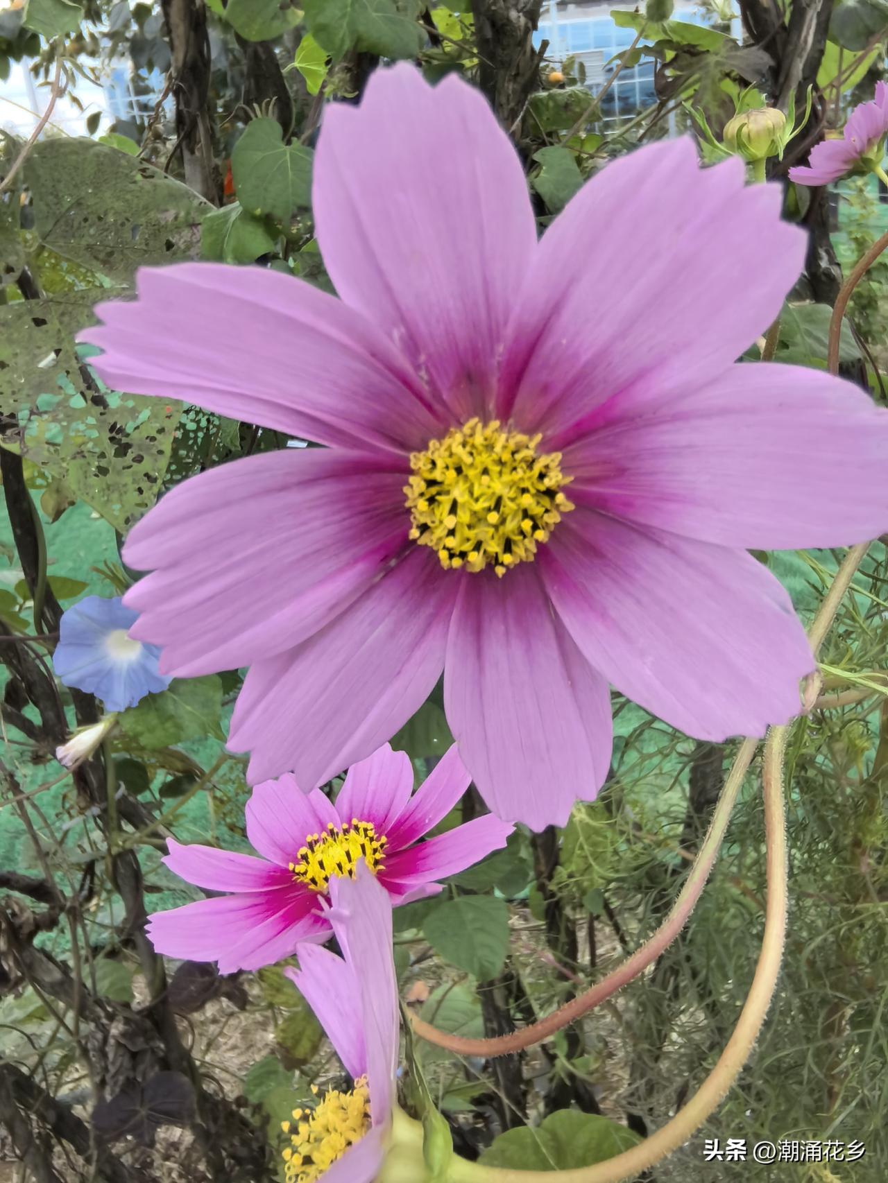 心有明媚，处处皆是花期。🌸🍃