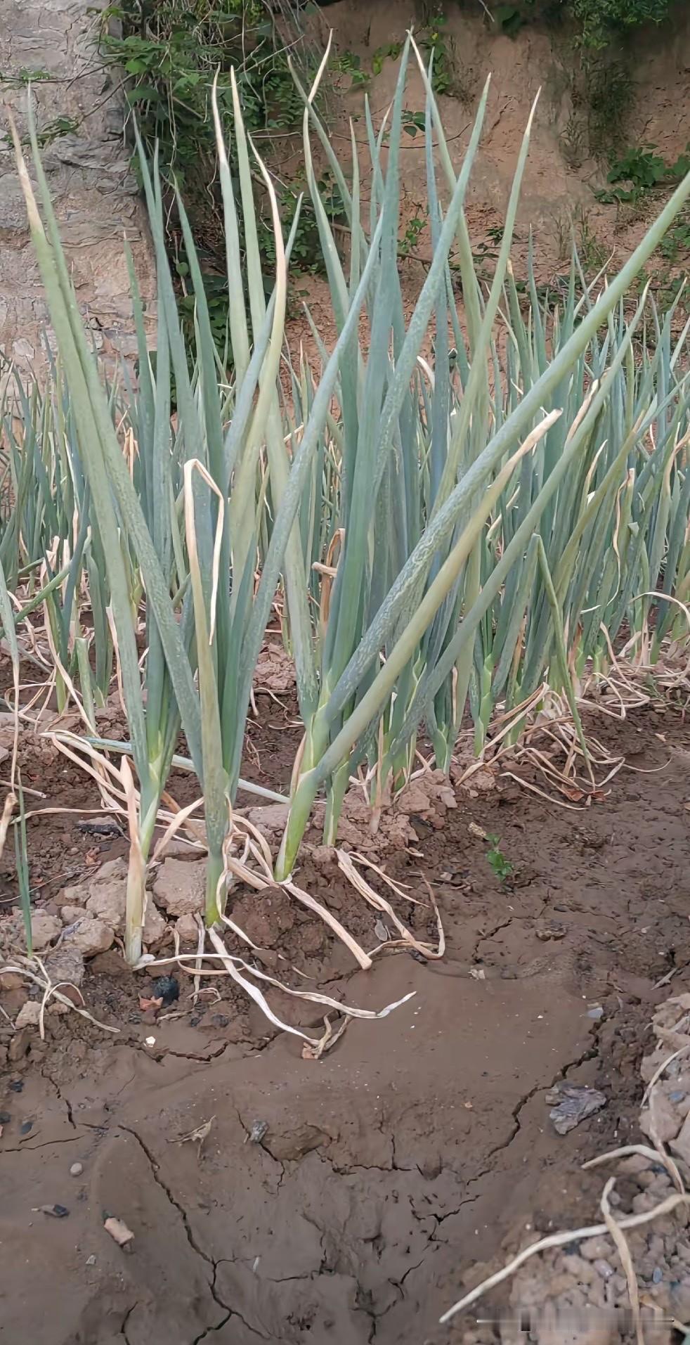 很多人买菜回家后，只是简单用清水冲一冲就下锅，其实这样很难真正洗掉残留农药。尤其