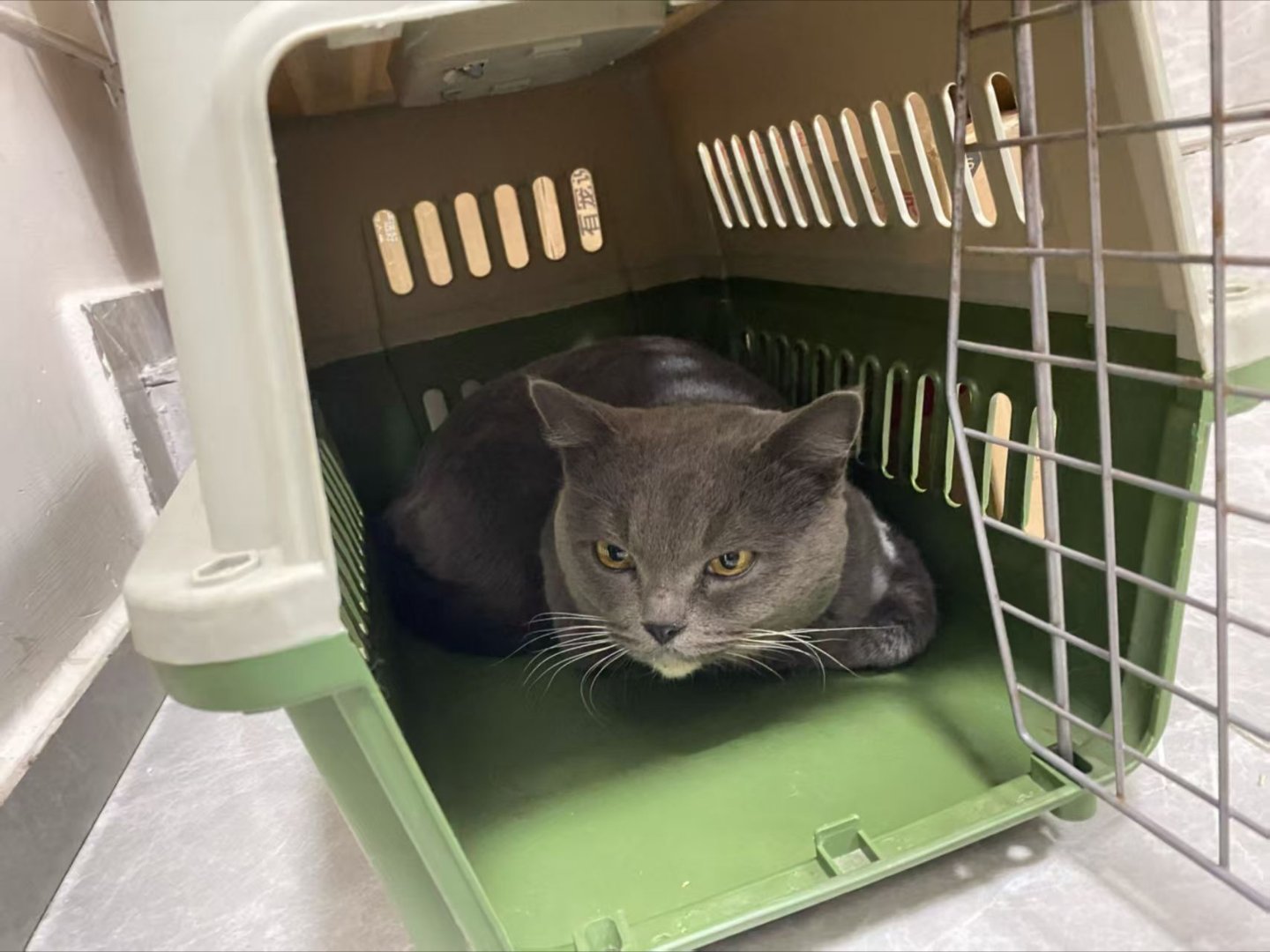 小区群里有一只小猫求领养，挺可爱的，主人怎么不养了呢 