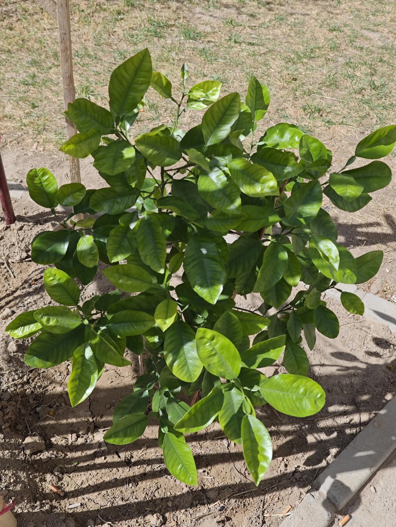 横批：春回大地