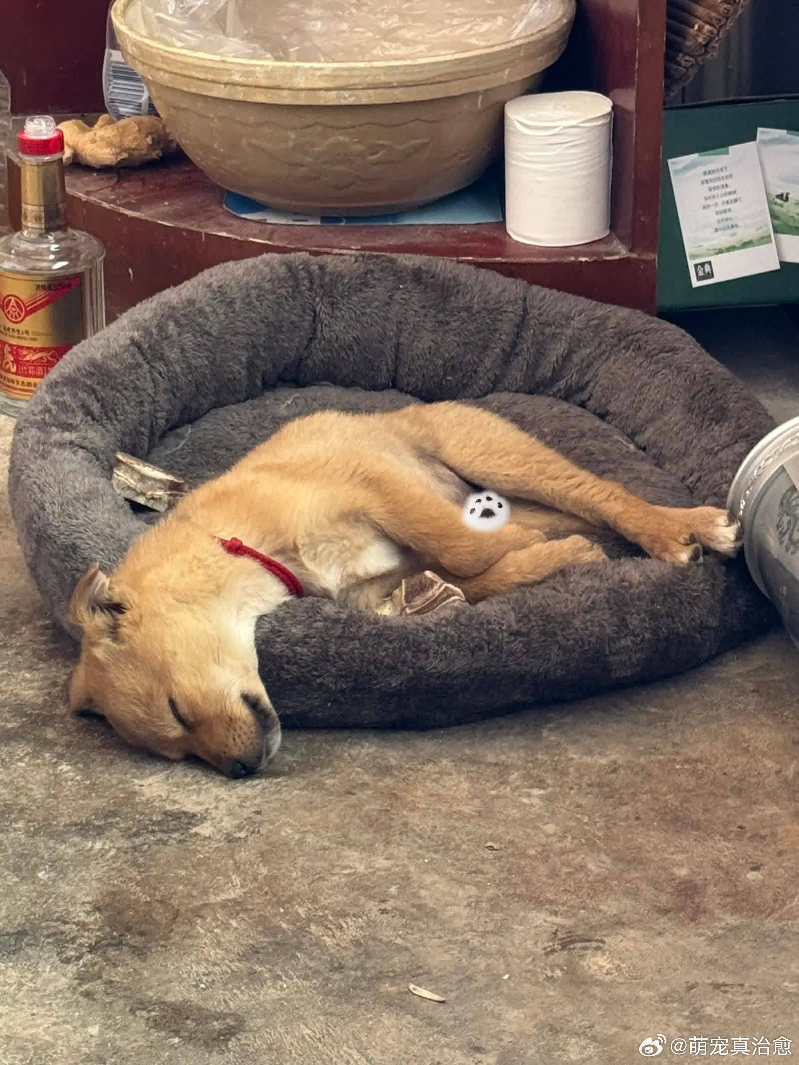 幸福有很多种 看你睡觉是一种萌宠宠物