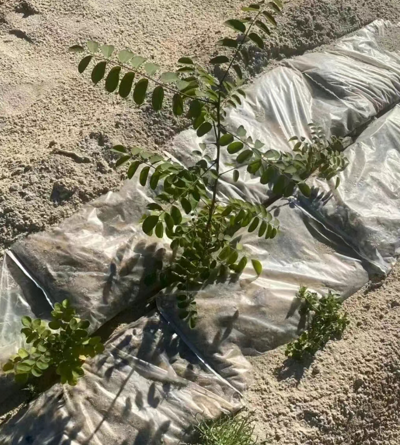 被中国人的沙漠植树奇迹震撼了 从植树奇迹到前几日靠两个塑料袋治服沙漠，中国人的能