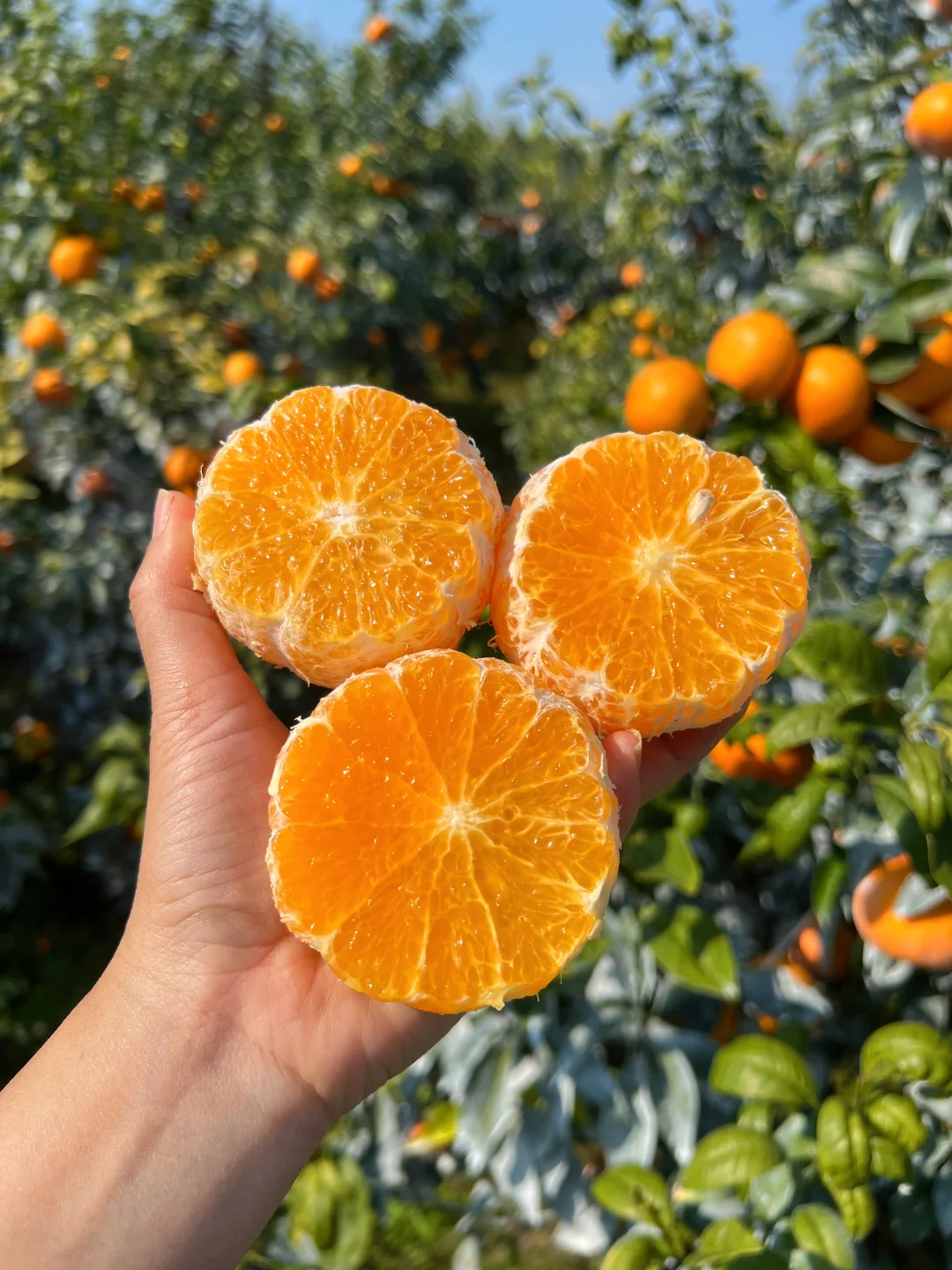 懂得都懂，现在的沃柑不吃真的会留遗憾