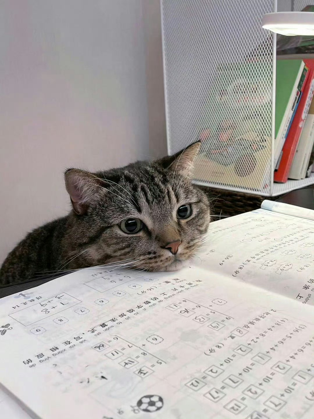 猫咪做暑假作业现状： 