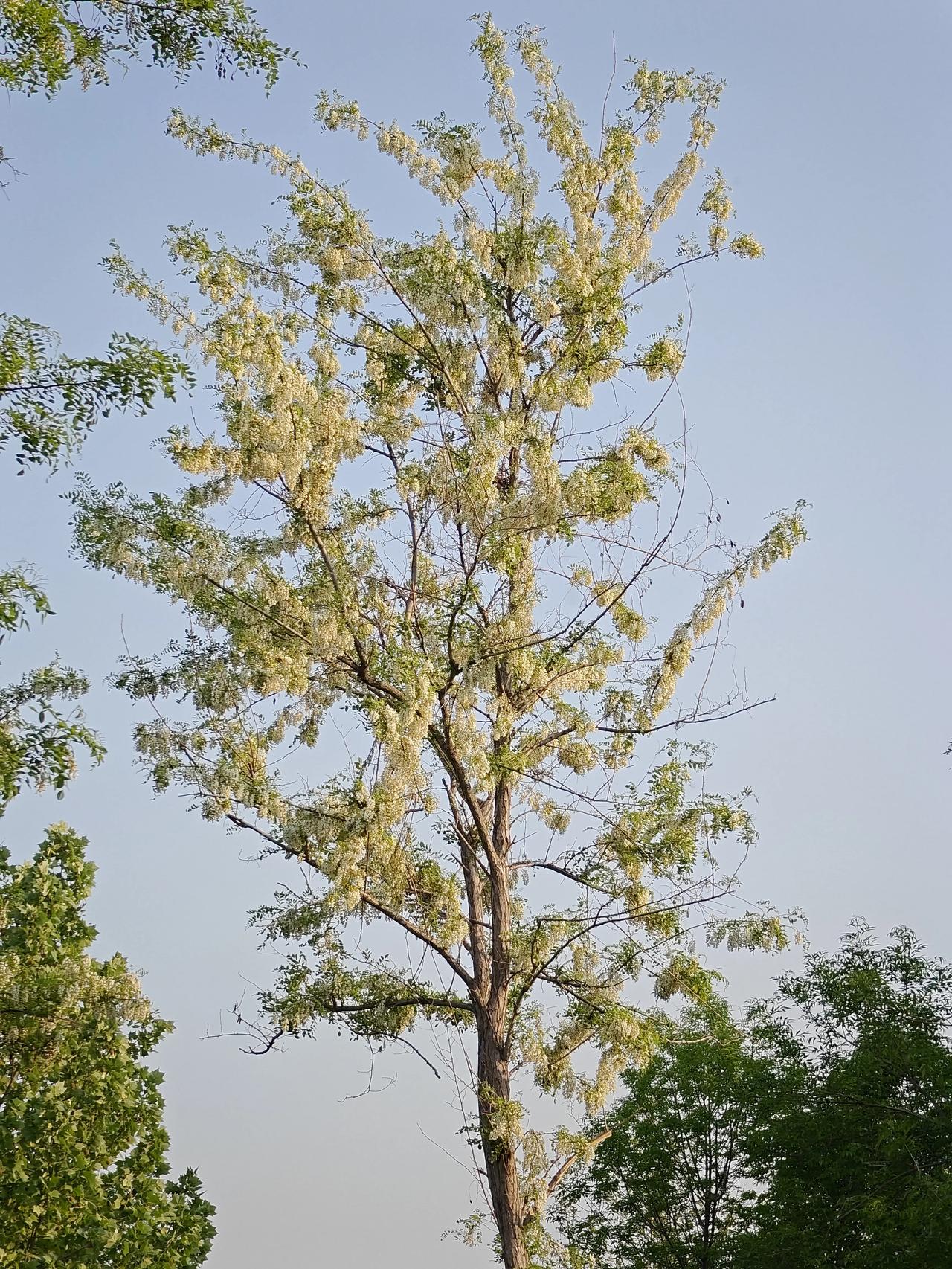 又到了吃槐花的时节了。槐花摘后你会怎样烹饪呢?欢迎留言评论