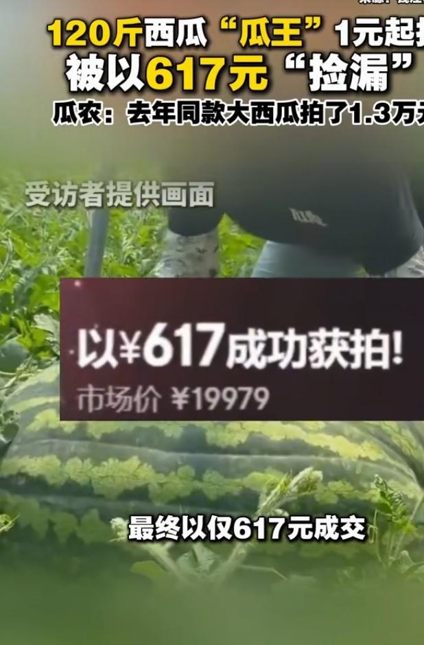 120斤西瓜瓜王拍卖仅617元成交
近日一场西瓜拍卖闹出趣味名场面，重达120斤