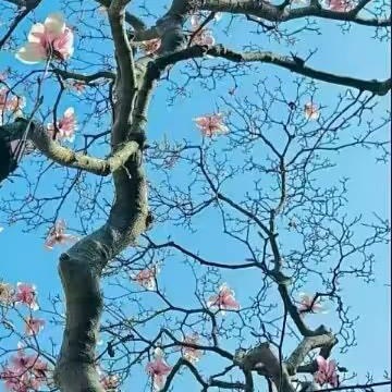 0000怀着乐观和积极的心态，把握好与人交往的分寸，让自己成为一个使他人快乐的人
