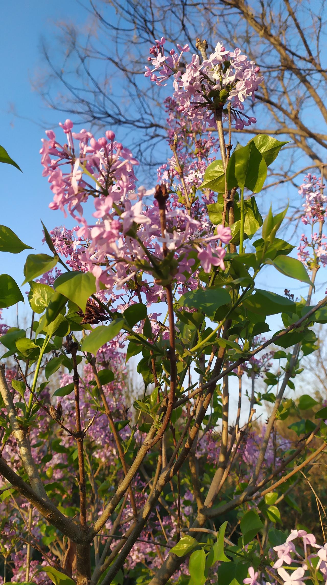 对联飞花令
出句：与风交耳解香结（雪浪）