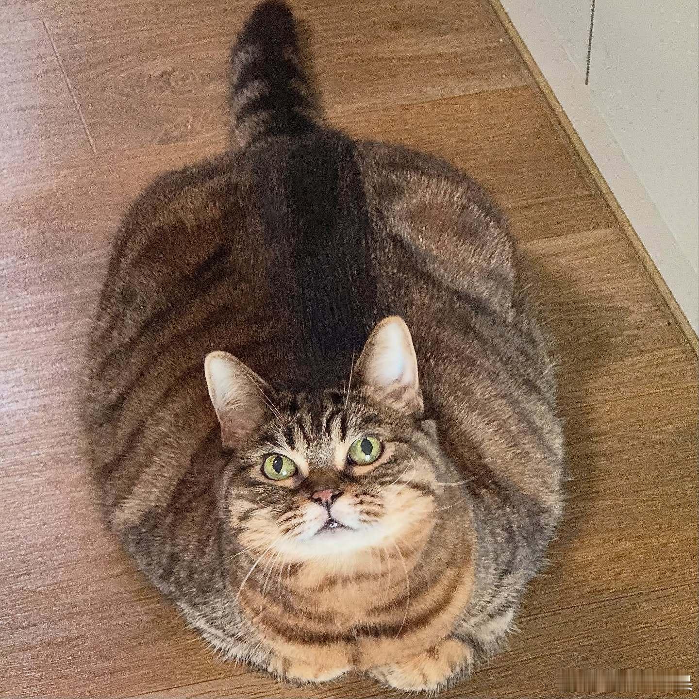 🐱cr：bo mang_co 