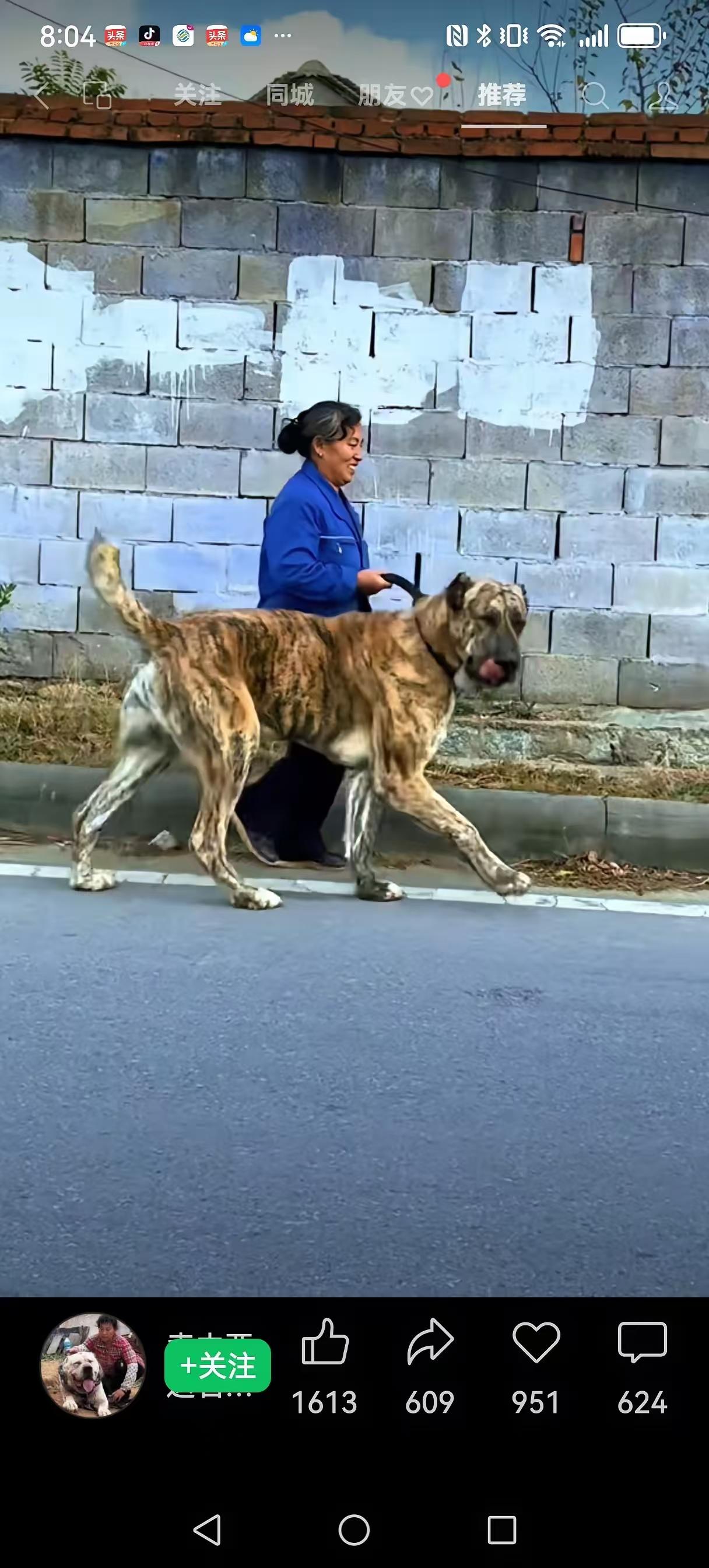 山西一狗主人被自家45公斤大型犬咬了，养狗就好似养蛇，不小心就会被咬中毒，还是不