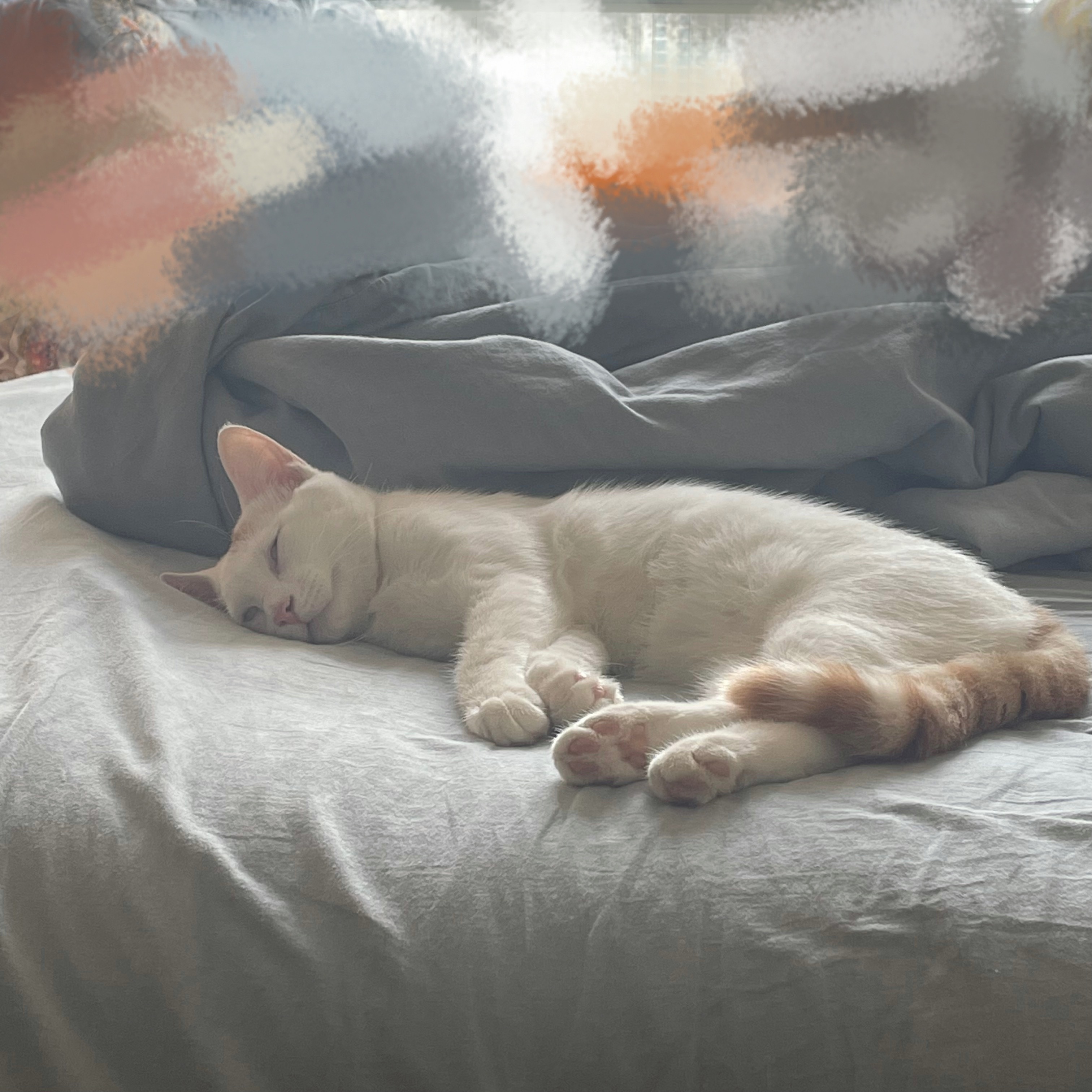 小猫睡姿大赏