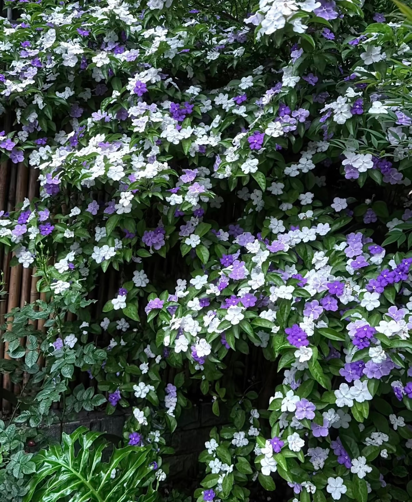 🌷鸳鸯茉莉 1. 栽培方式：普通园土+腐叶土即可，对土壤无严苛要求；多年生宿根