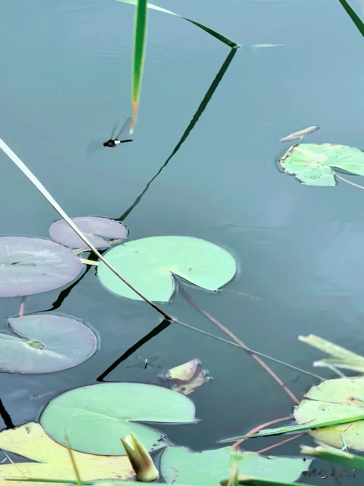 青萍末，风荷举，这一帧是宋词里的夏天。
叶上初阳干宿雨，水面清园，——风荷举。