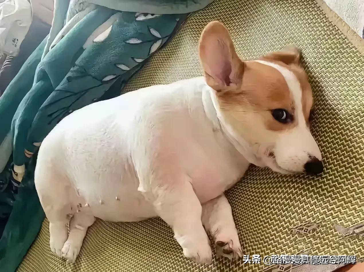 这只胖嘟嘟的小狗也太可爱了吧……
主人嫌天气太热了，就是用剃毛刀把狗狗的毛给剃掉