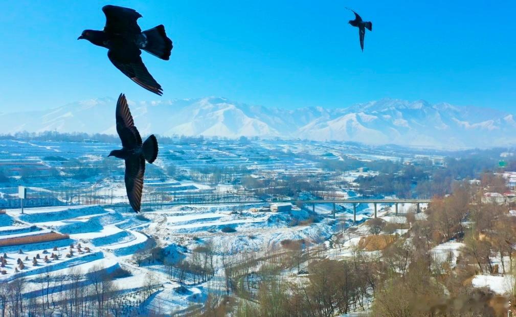 初心如雪见天地，静候寒去万物生。好梦~~~ 