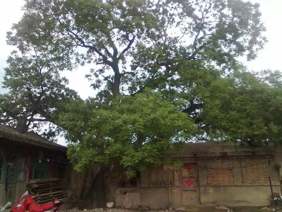 ＃朔州头条＃
       神头镇吉庄村大槐树的传说
    朔州市朔城区神头镇