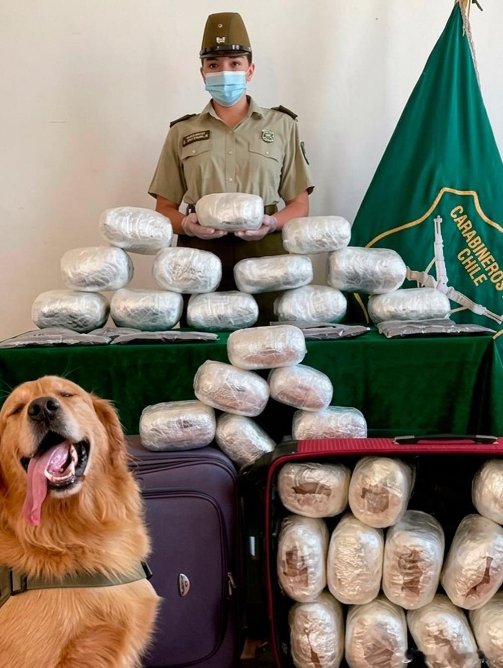 警犬在成功协助抓捕嫌疑人后摆姿势拍照留念