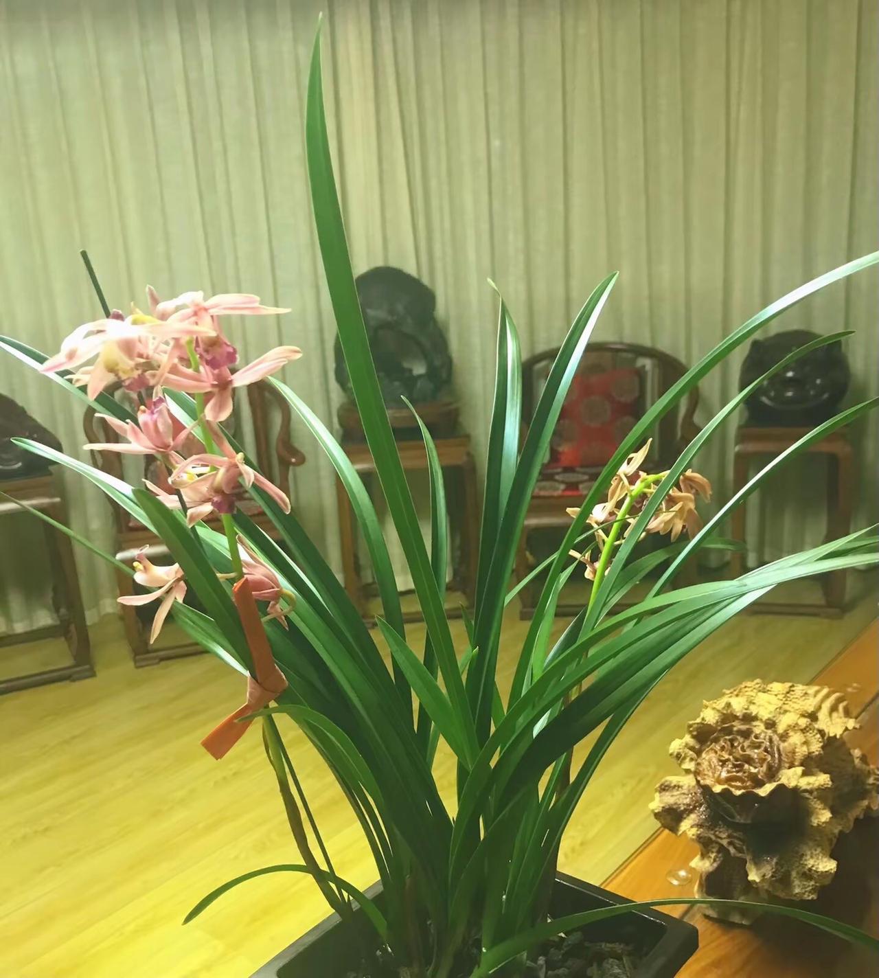 中国未来的机会，是中国有庞大的消费市场。

—— 郎咸平

鸿运当头 天行健君子