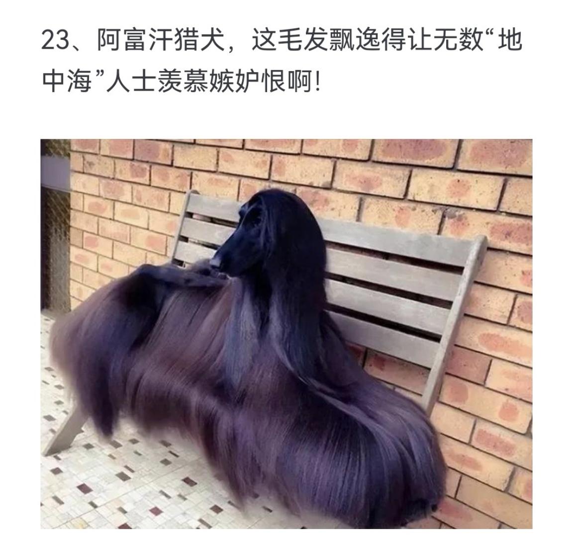 阿富汗猎犬，这毛发飘逸得让无数"地中海"人士羡慕嫉妒恨啊