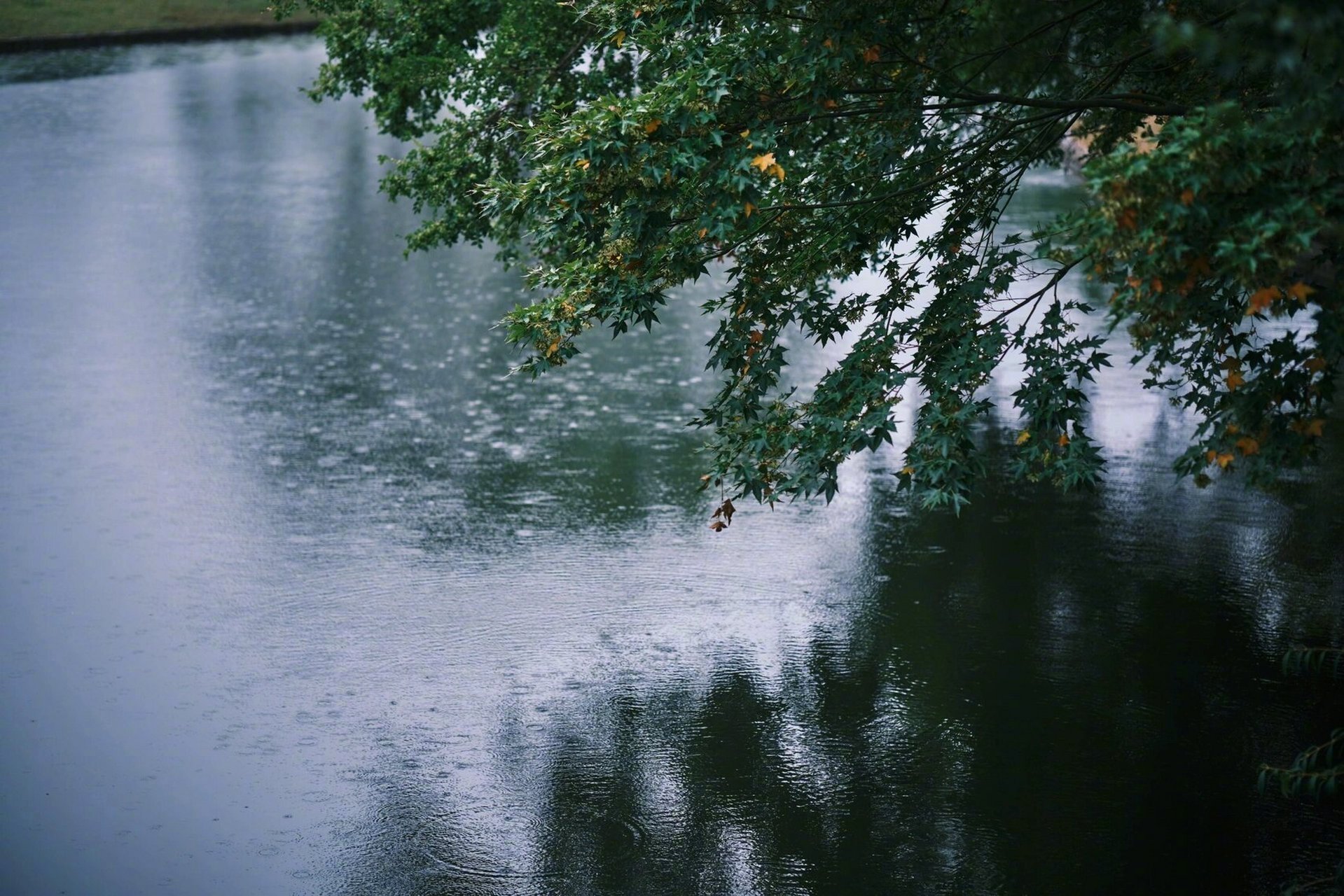 雨下了那么多日，它没有弄湿过我，是我心底在雨季，我自己弄湿了自己。| 三毛《雨季