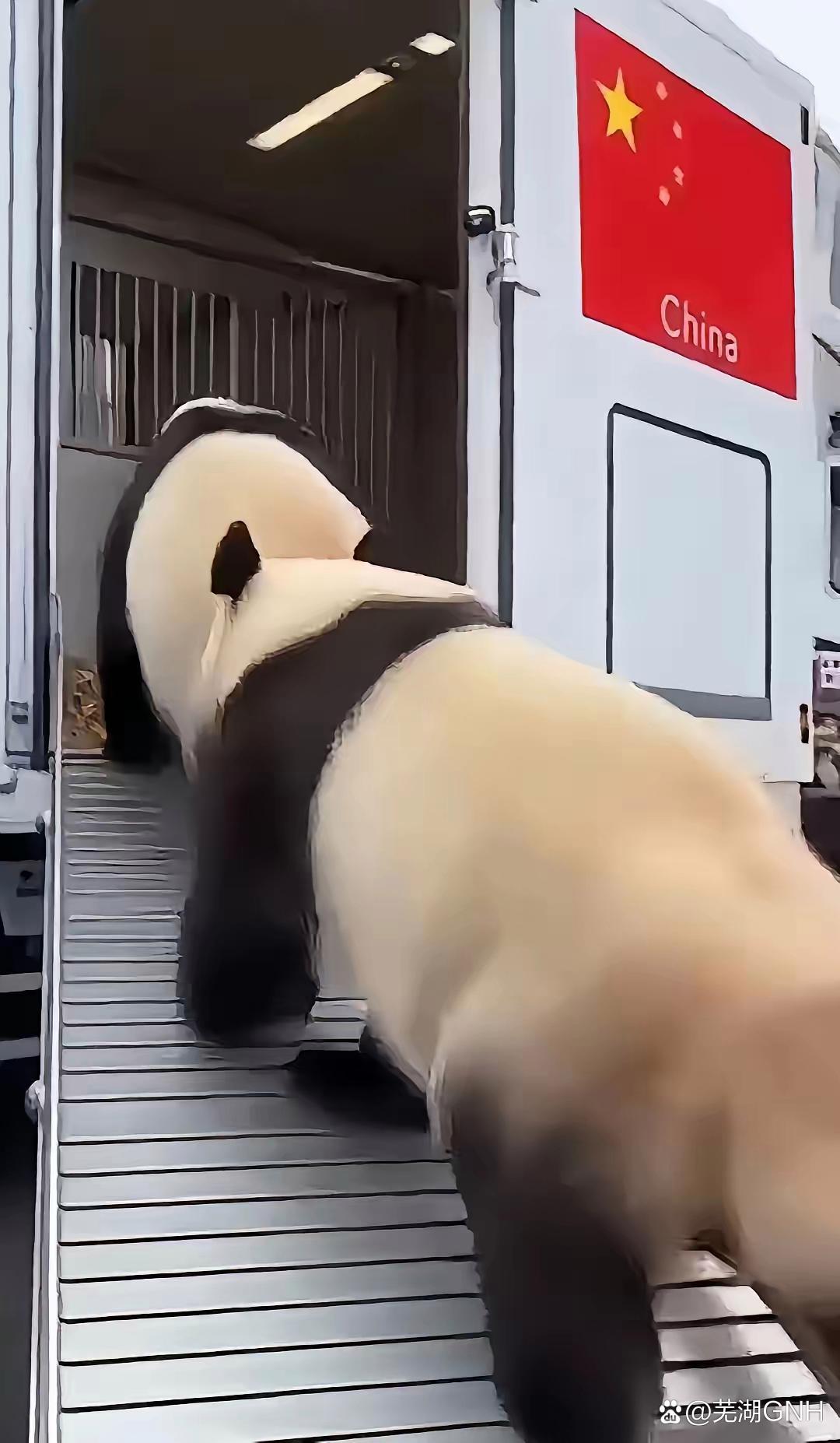 回家的心那么的急切。
1月27日这天，旅日大熊猫终于是踏上了回家的路程，在现场贴