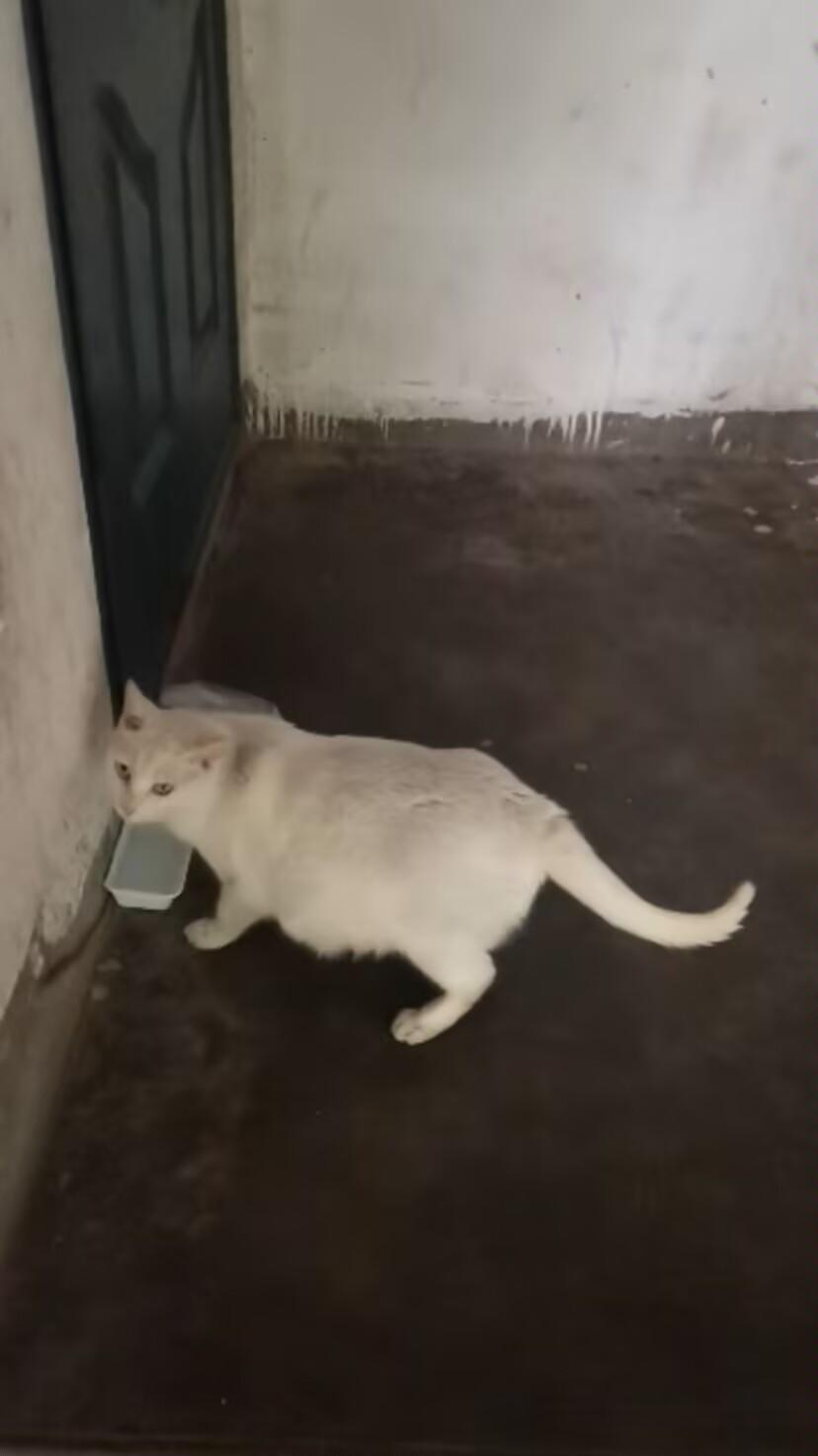 咋办哦！要生了，养不了养不了啊🙀🙀🙀
流浪猫 
流浪猫求收养 
关注流浪动
