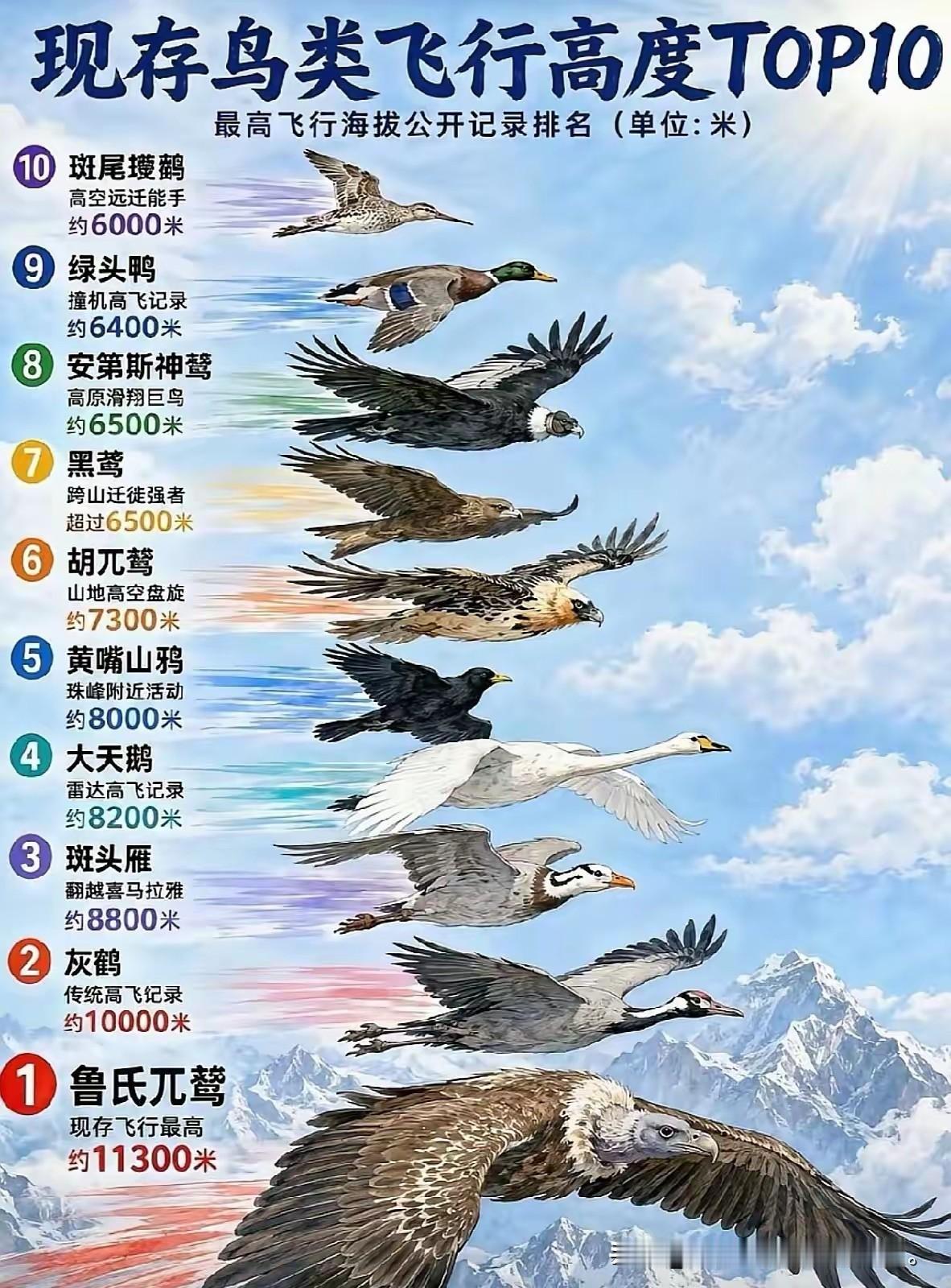 世界上飞得最高的十大鸟类
最高的能飞到万米高空，飞过珠穆朗玛峰轻轻松坡。🐦