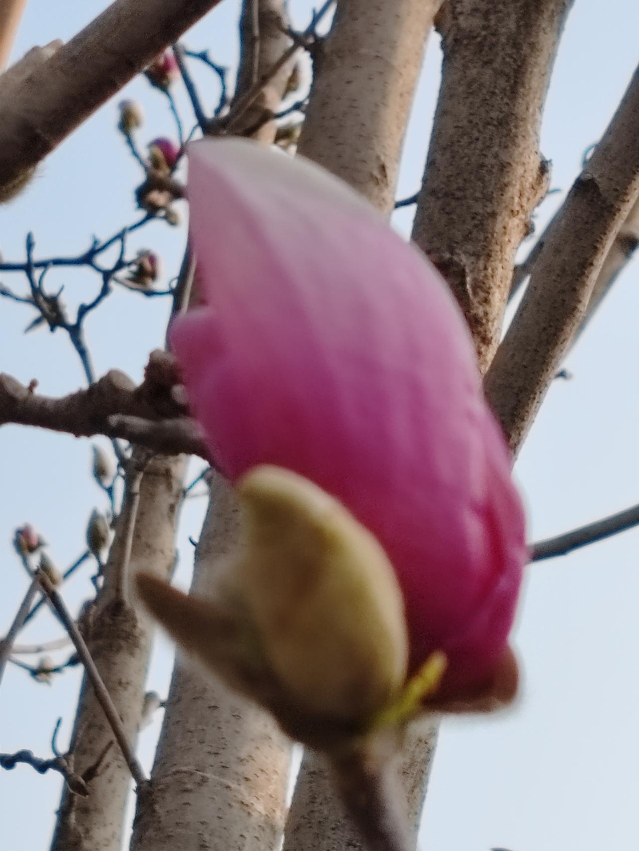 晒图笔记大赛花园随手拍。
