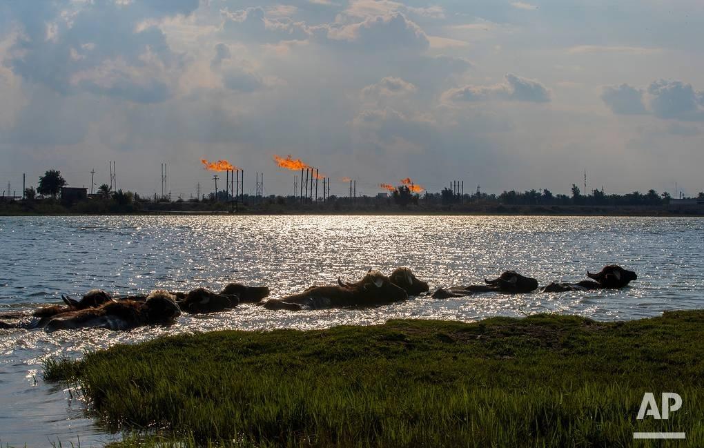 新闻快讯——伊拉克石油部长海扬·阿卜杜勒·加尼在视频讲话中表示，该国南部最大油田