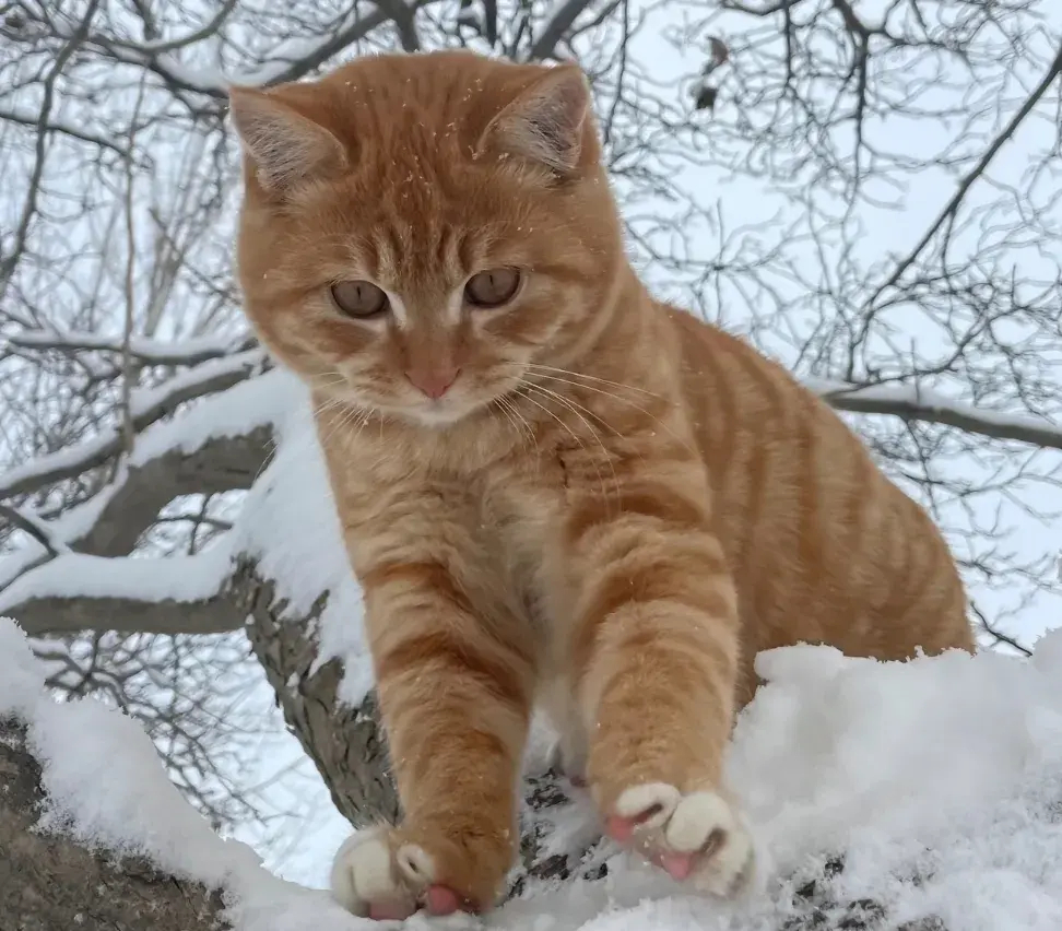 雪中猫影立，枝头傲寒霜。