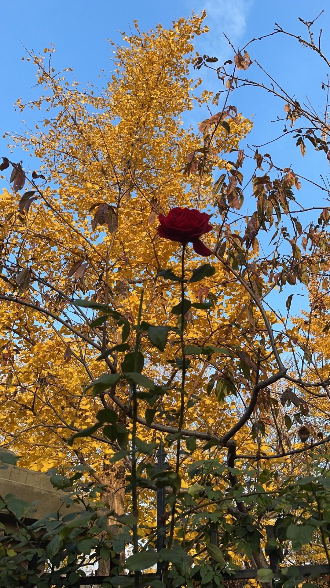 主播李大白话说，人身上有三个缺点，以后肯定会进化……气管和食管太近，盲肠，男人的