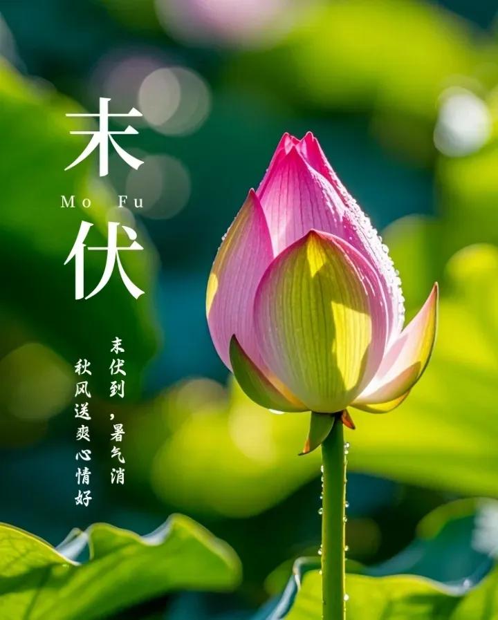 末伏的脚步如约而至
炎热的夏天终于过去了
三伏天的最后一伏——末伏
已经到来
在