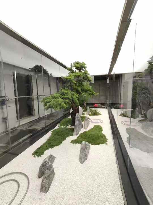 室内景观迎客松
