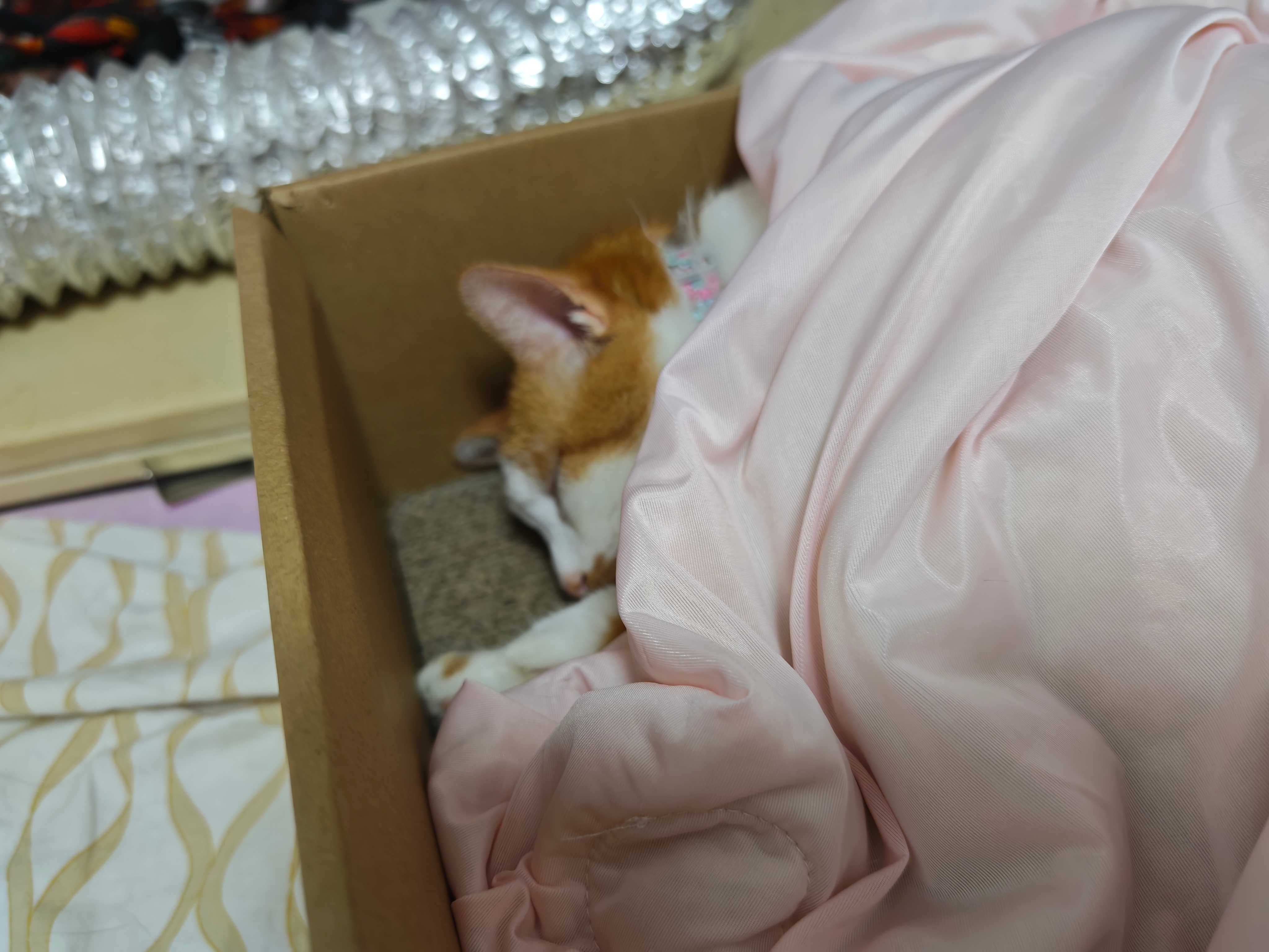 这猫睡得不错，话说我家猫都有被子盖 ，也算是带动后富了 