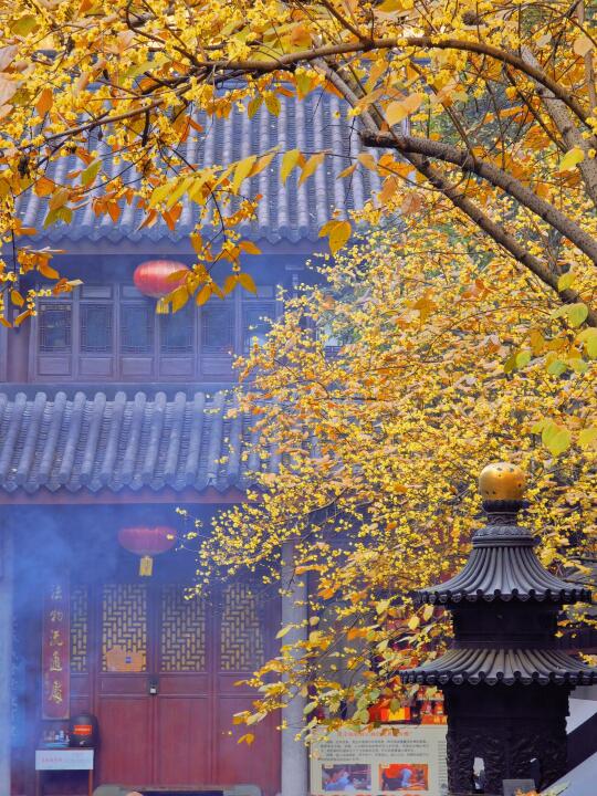 以为南京明孝陵蜡梅够美了，直到来了这里