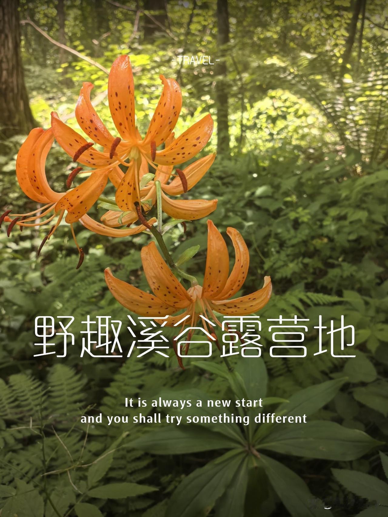 隐世秘境🌿溪谷露营全攻略

终于找到这个藏在山间的宝藏营地！人少景美还免费，周