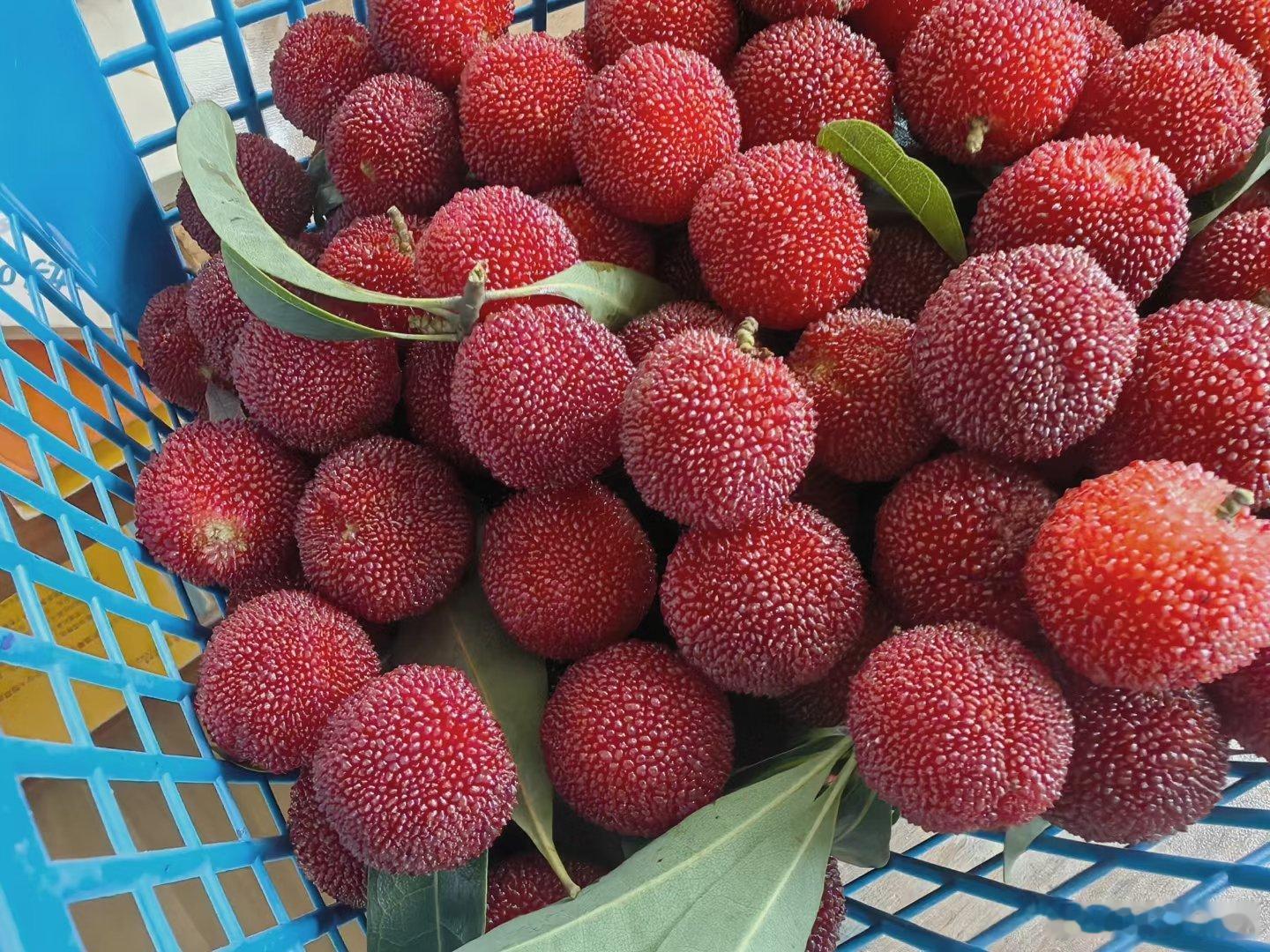 这个季节，怎么可以没有杨梅开胃?实在是太好吃了 ​​​
