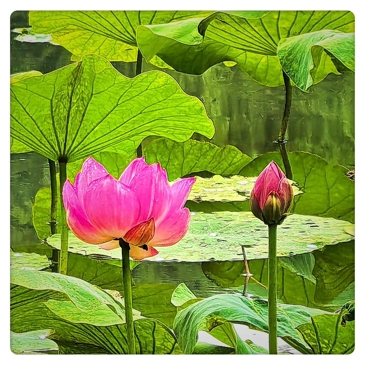 ，什么花都行