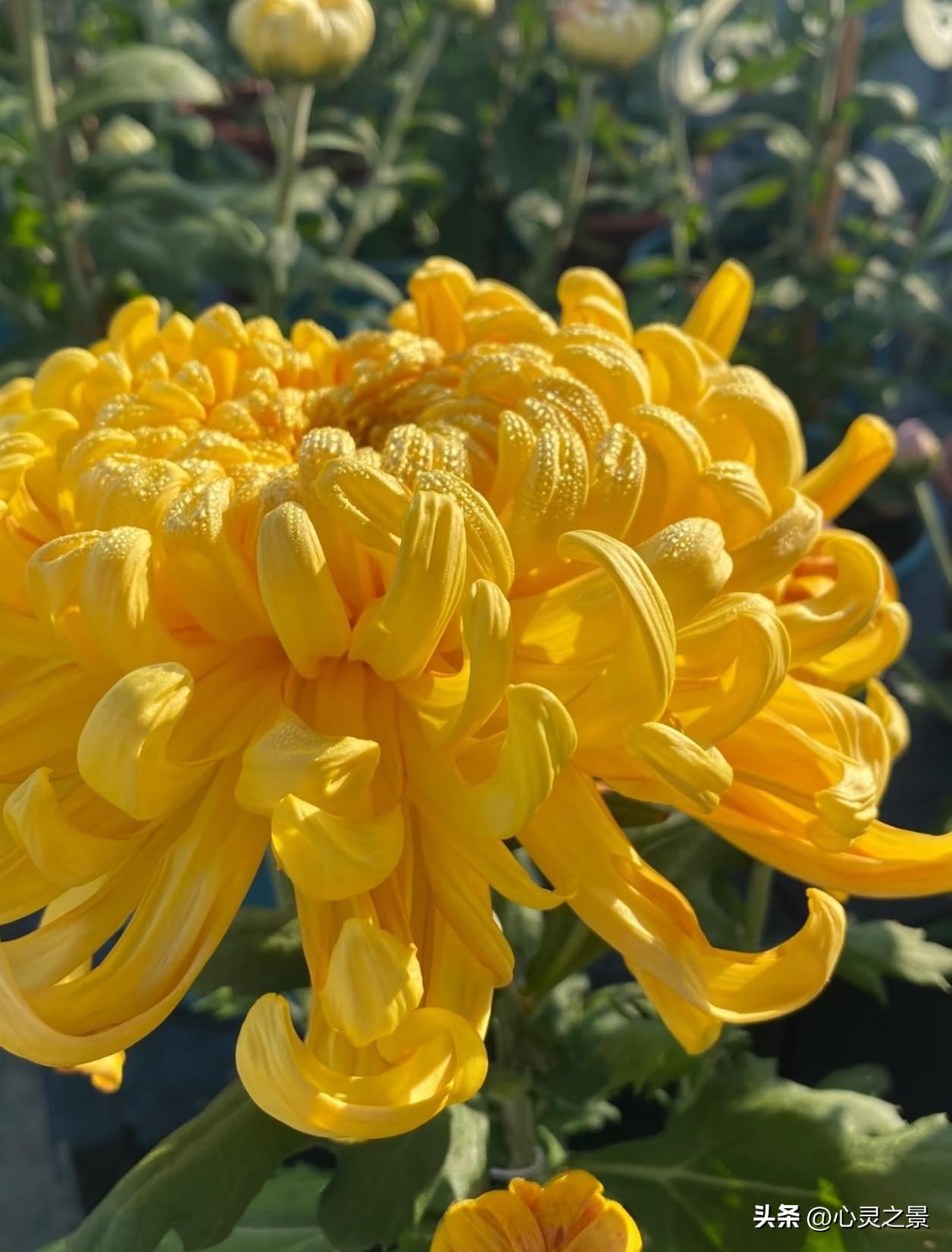 明媚金黄的丝菊舒展卷曲绵长的花瓣，层层金瓣缠绕成团，在阳光下满是温柔蓬勃的生命力