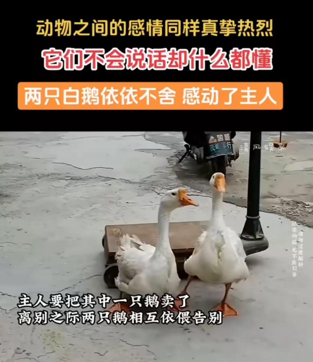 看了完整视频，主人也被它们感动了。

没有卖掉准备卖的那一只，二只大鹅又在一起了
