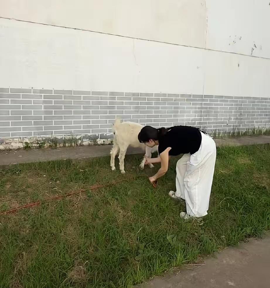 木子小姐直播放羊
3000多人看羊吃草！
小羊的耳朵引发网友争议…

小羊已经跟